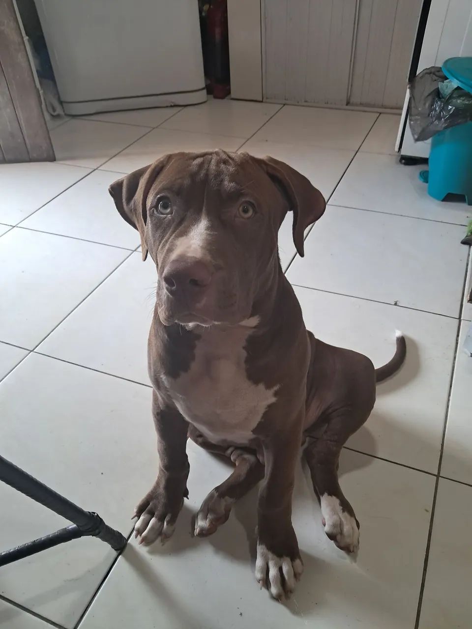 Vendo cachorro pit monster