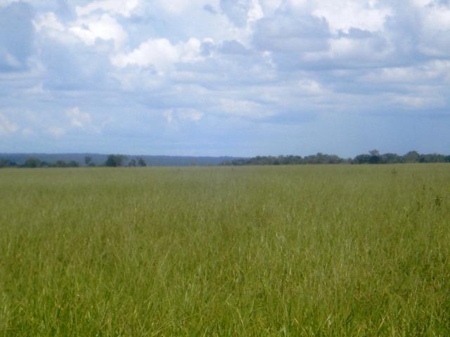 Fazenda 21.100 ha Diamantino MT - Foto 10