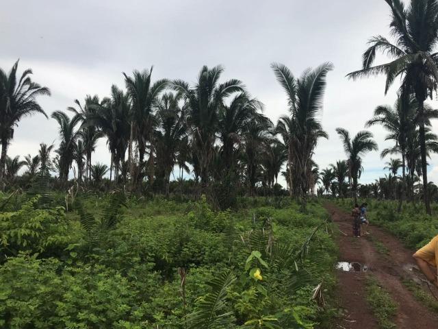 Fazenda no Município Cantanhede - Vendo - Foto 7