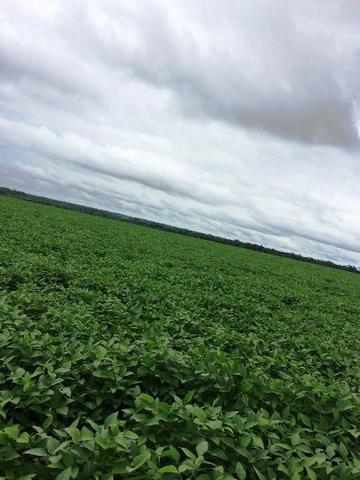 Fazenda 470 ha com 300 em Lavoura Matupá MT - Foto 4