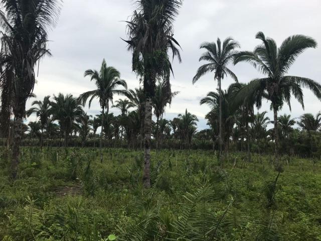 Fazenda no Município Cantanhede - Vendo - Foto 4