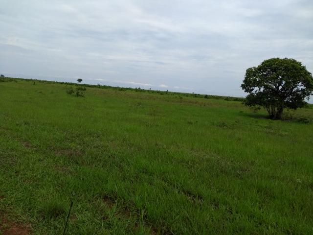 Fazenda 9.900 ha São Felix Do Araguaia - Foto 3
