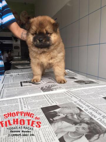 Chow-chow Vermelho/Creme/Dourado/Preto/Branco - todos no excelente padrão da raça