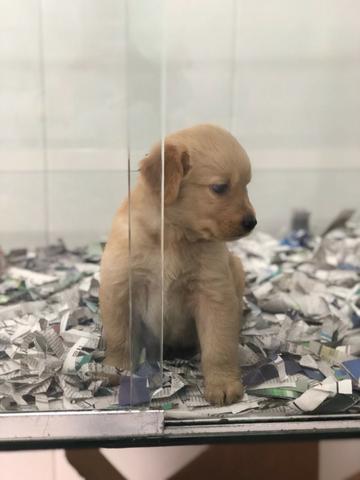 Golden Retriever Lindos filhotes, já vacinados, á pronta entrega - Foto 2