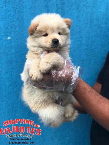 Chow-chow laranjinha/creme e pretinho, machos e femeas