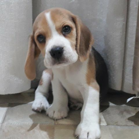 Beagle fêmea seu novo baby