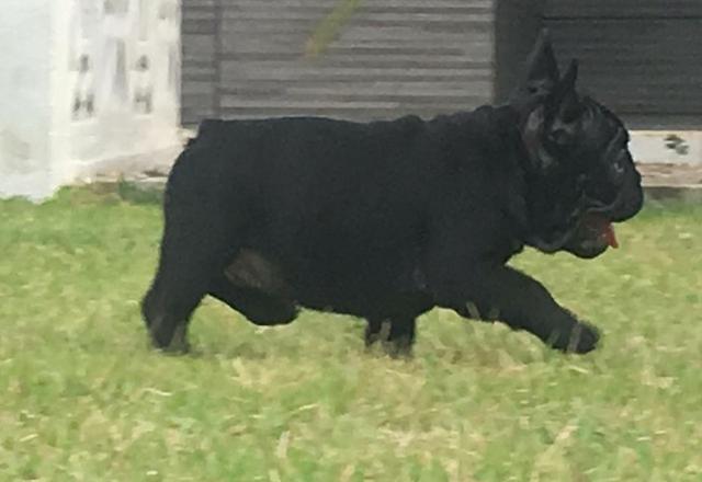 Bulldog francês 52 dias , pedigree , vacinado e vermífugo de auto padrão