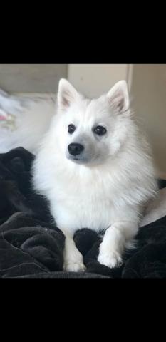 Spitz Japonês Fêmea ( aceito 12x no cartão)