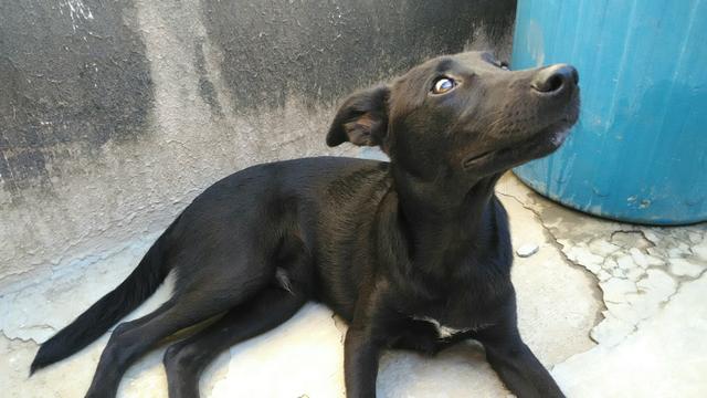 Bingo - Cachorrinho para adoção