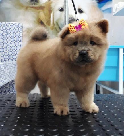 Lindos filhotes de Chow Chow Ultima fêmea disponível