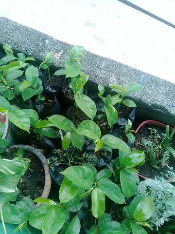 Plantas medicinais e frutiferas - Foto 3