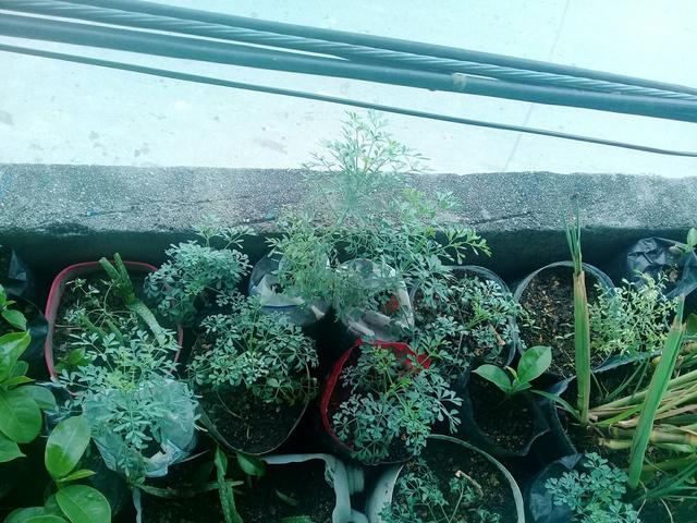Plantas medicinais e frutiferas - Foto 5