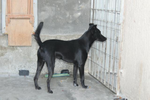 Bingo - Cachorrinho para adoção - Foto 5