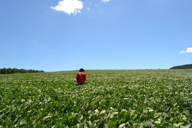 Oportunidade Produtor Rural Terreno em Bela Vista do Toldo - Foto 7