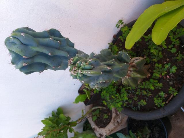 Cacto monstro - Foto 4
