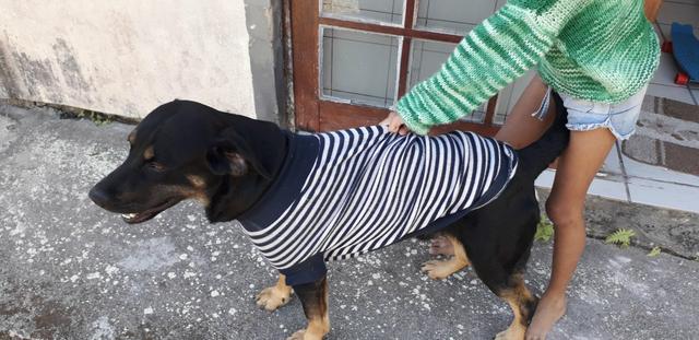 Estou doando esse cachorro pois estou indo embora e não tenho condições de levá-lo comigo