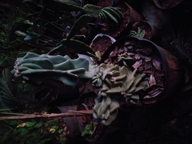 Cacto monstro - Foto 3