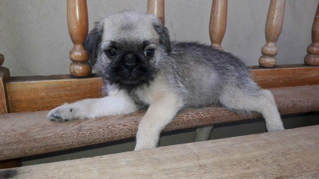 Pugzu