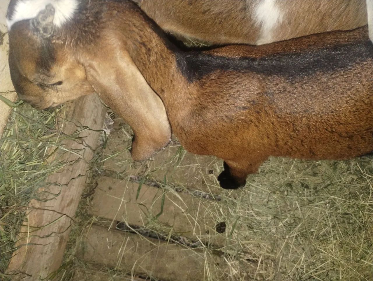 Cabritinho Anglonubiano puro - Foto 2