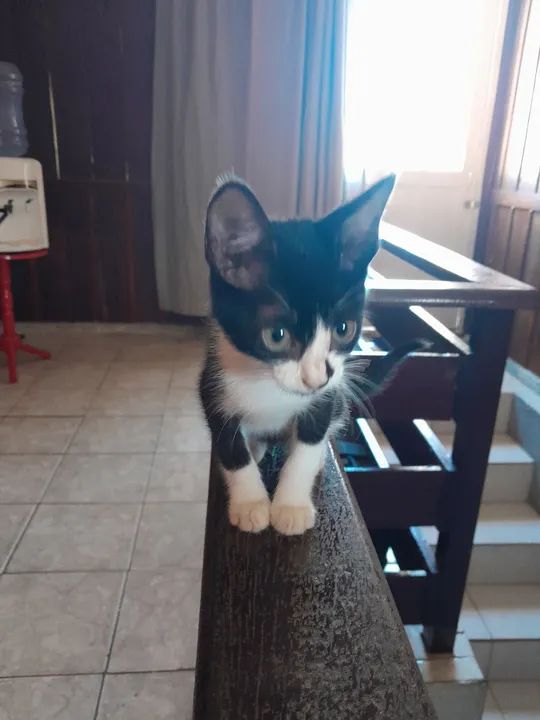 Gatinha linda e um machinho