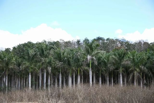 Palmeiras Imperial - Foto 3