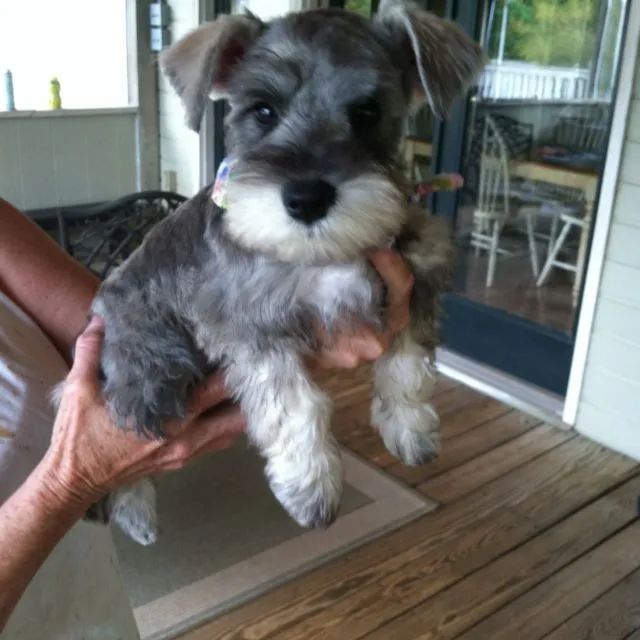 Schnauzer lindos filhotes  - Foto 2