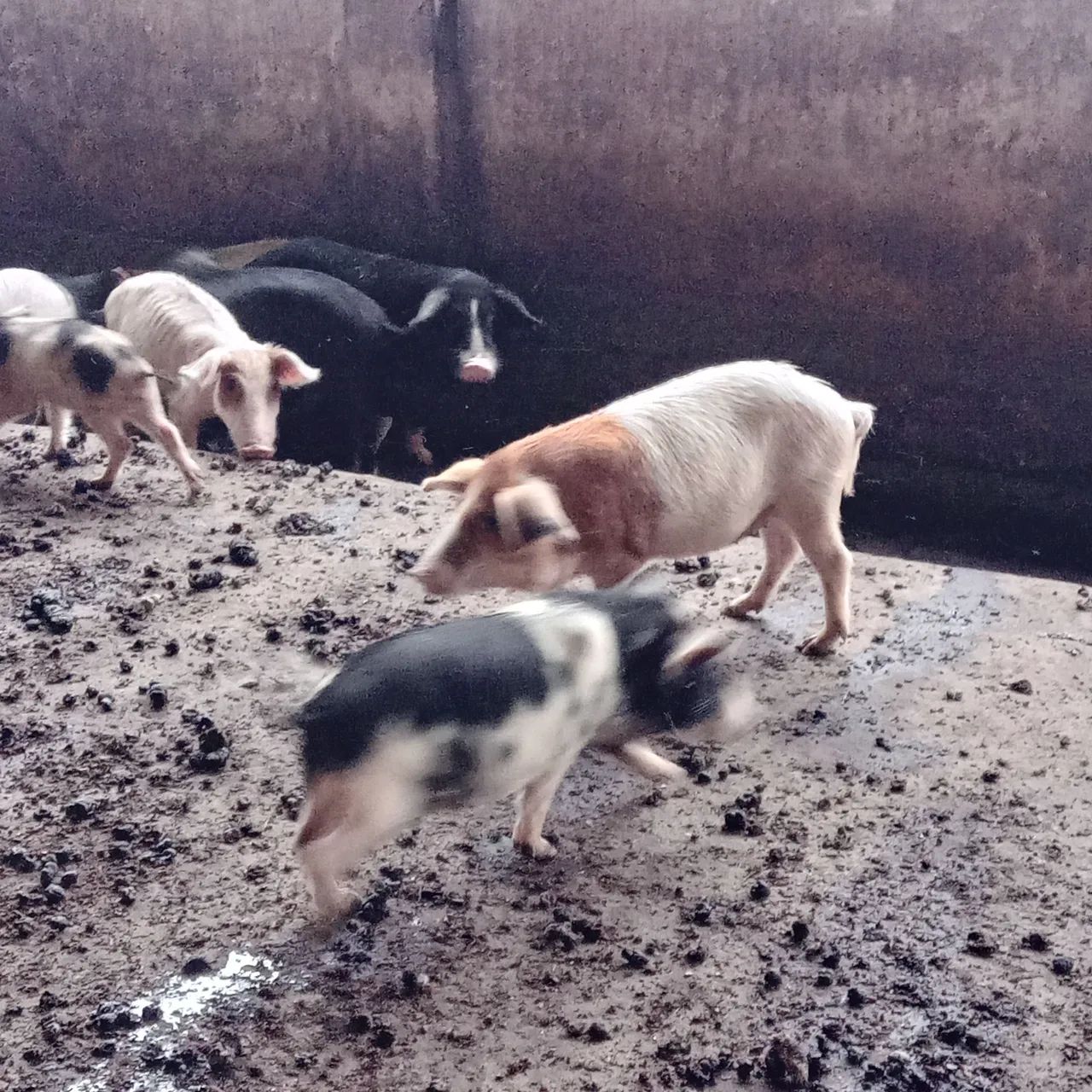 Porca com Leitões - Foto 5