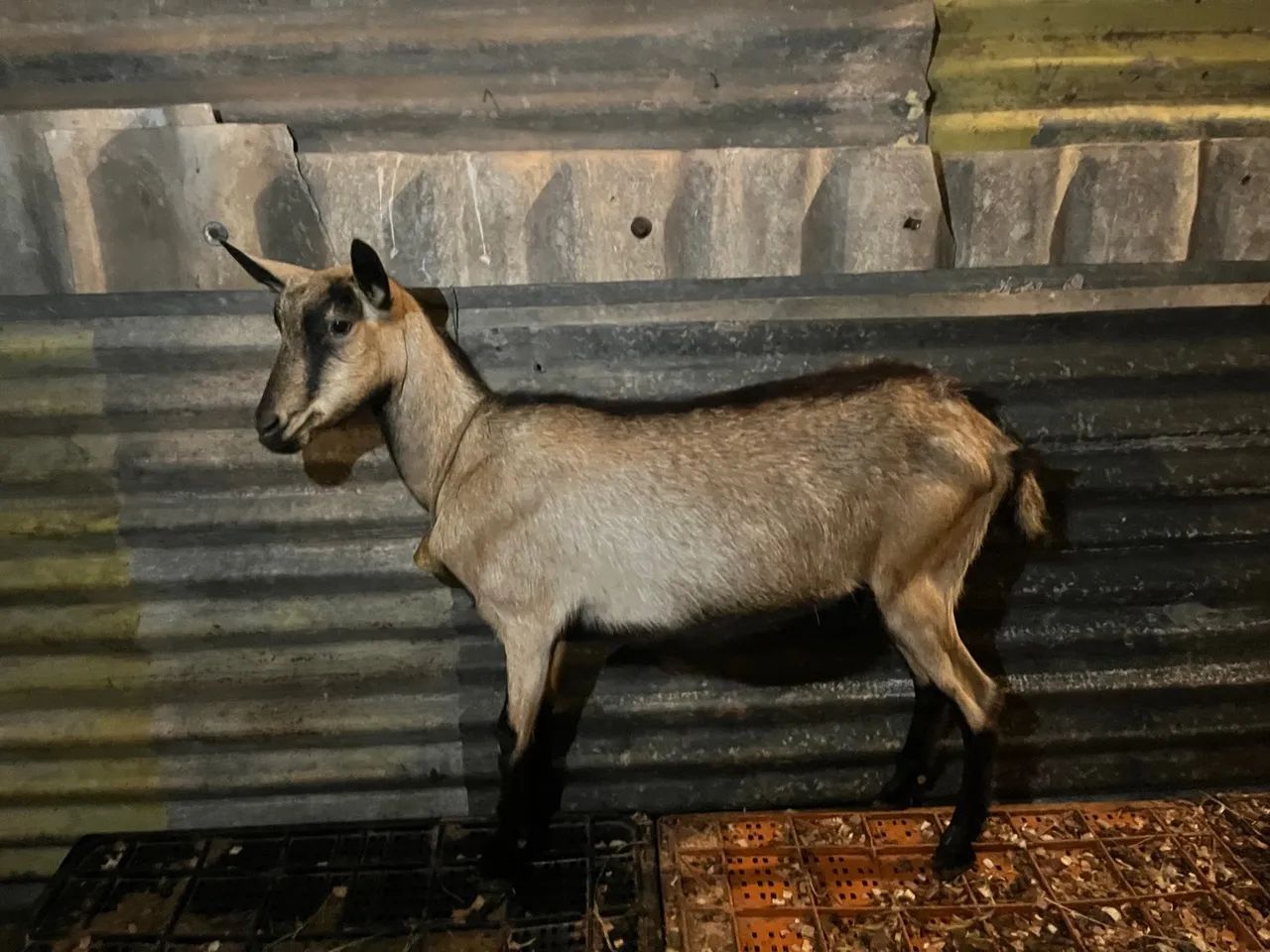 Vendo uma cabra boa - Foto 4