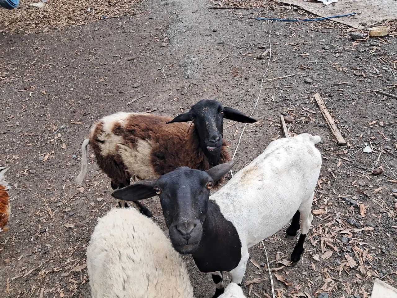 Ovelhas e carneiro para venda - Foto 4