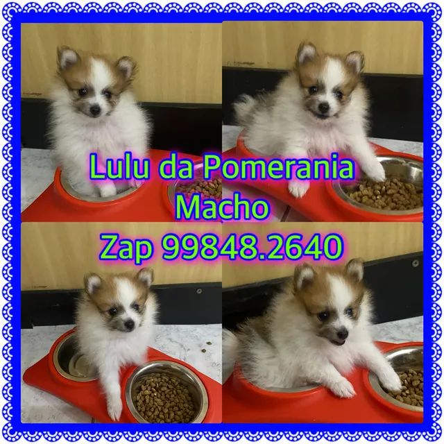 Lulu da Pomerania filhote 40 dias - Cachorros e acessórios - Santa