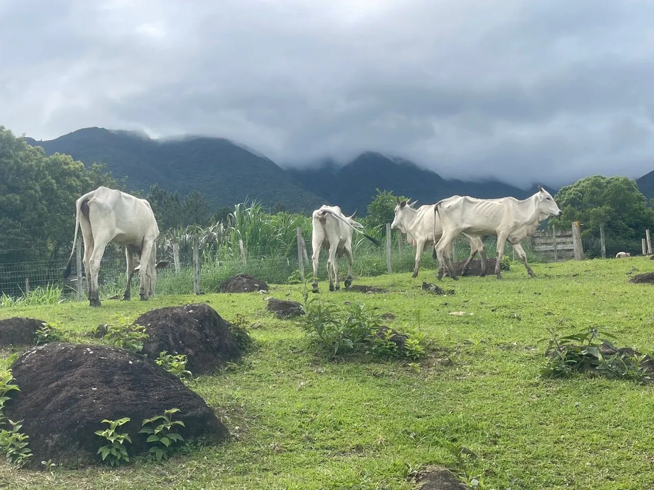 Vaca Nelore  - Foto 4