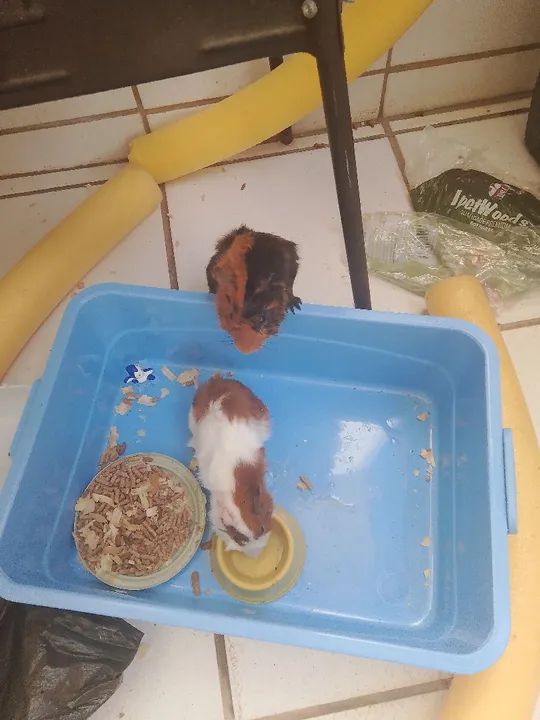 VENDO DOIS PORQUINHOS DA ÍNDIA  - Foto 2