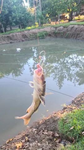 Rancho em Palmeiras Beira Rio - Pesqueiro - Chacara - Foto 2