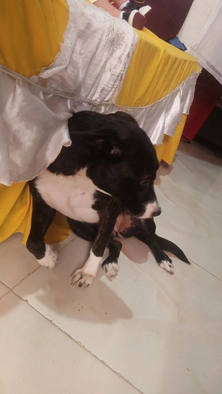 Cão adorável para adoção - Foto 2