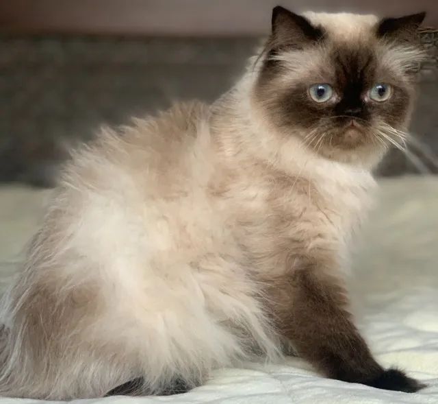 Show de Gata persa Adulta himalaio color point extremada Pelo longo 1 Ano E 4 Meses Linda. - Foto 3