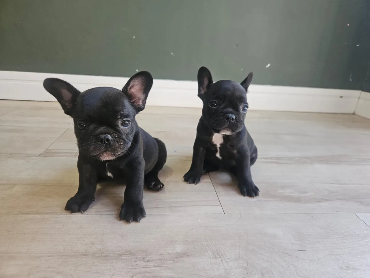 Filhotes de Bulldog Francês - Lindos e Carinhosos