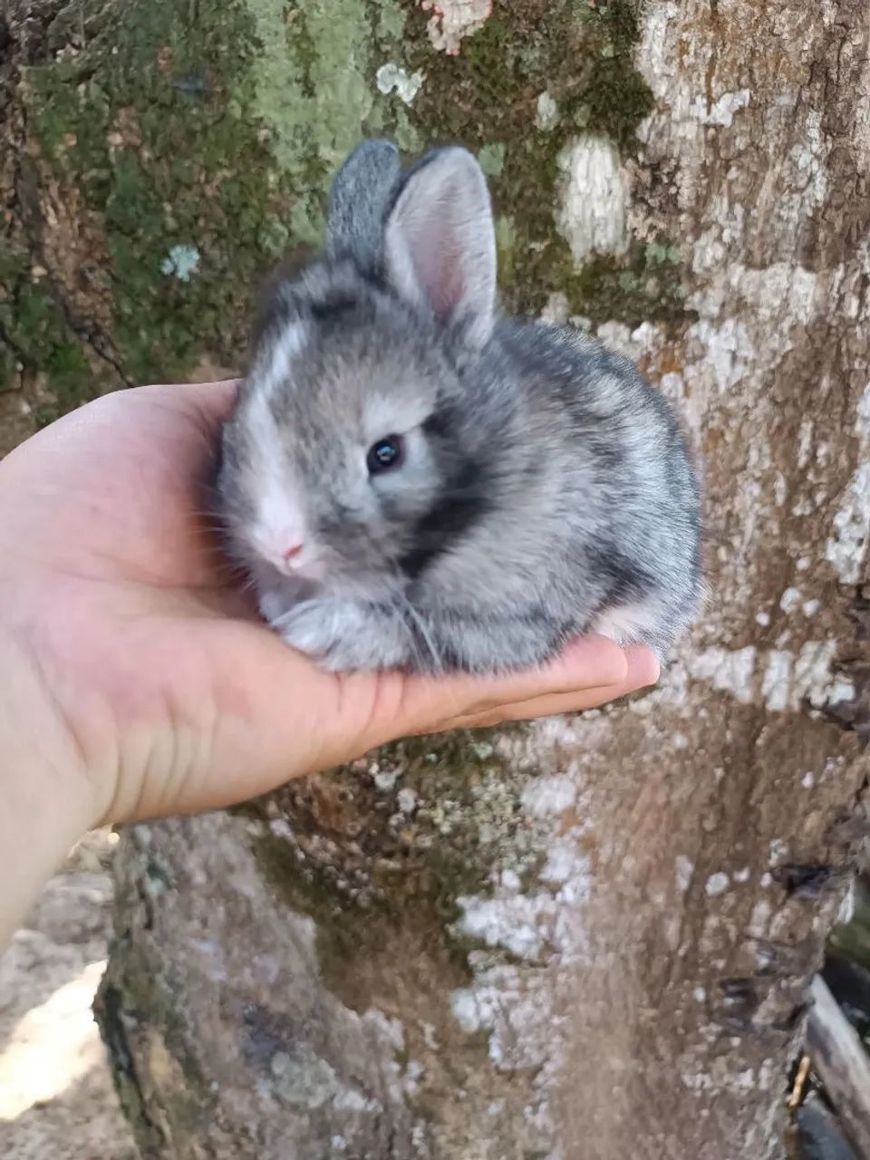 Coelhos PET - MINI, ANOES E GIGANTES - Foto 4