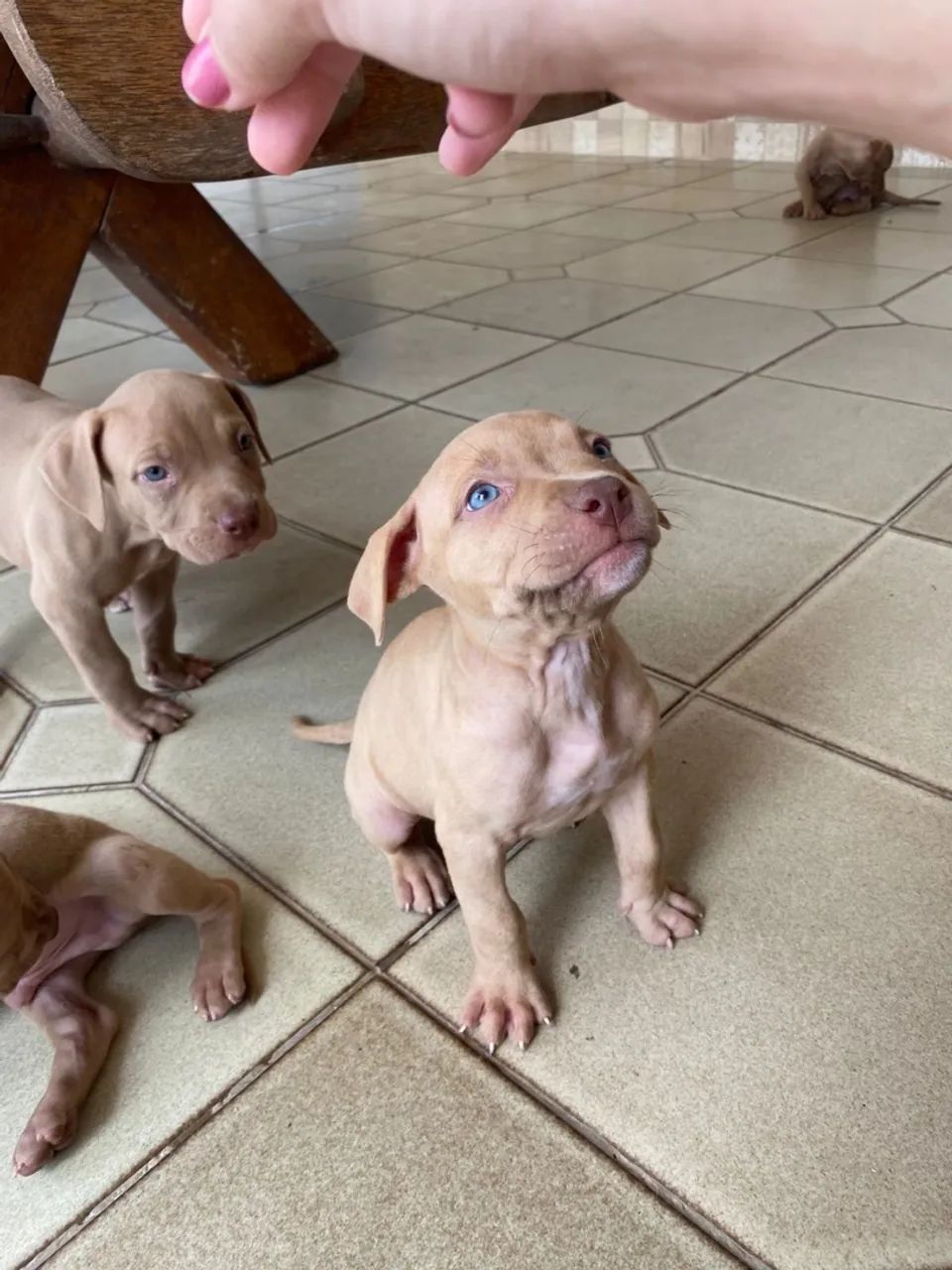 Filhotes de pitbull  - Foto 5