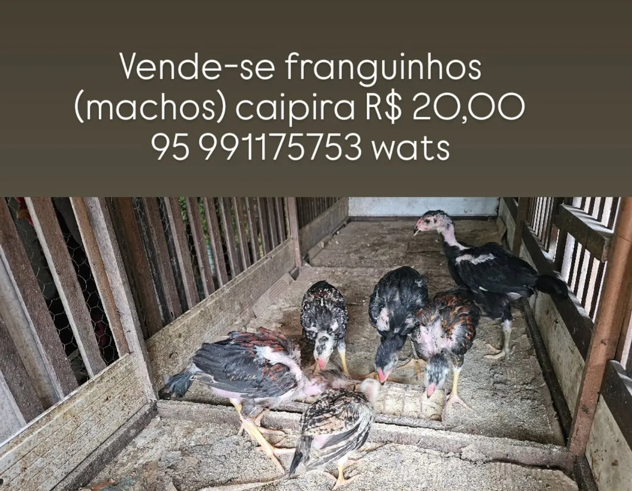 Franguinhos e pintinhos caipira machos
