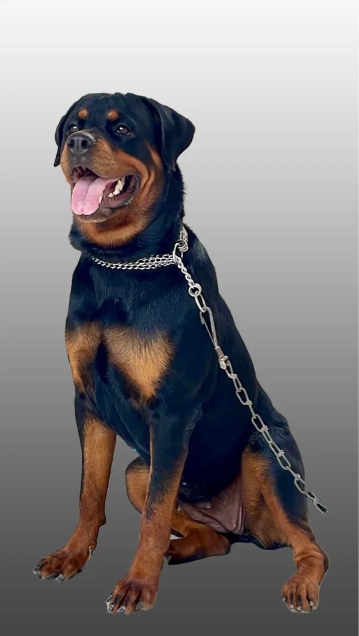 Filhote Rottweiler Fêmea 60 dias 2.000 - Foto 2
