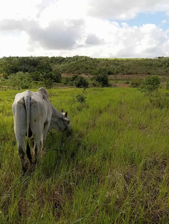 Gado Nelore A Venda