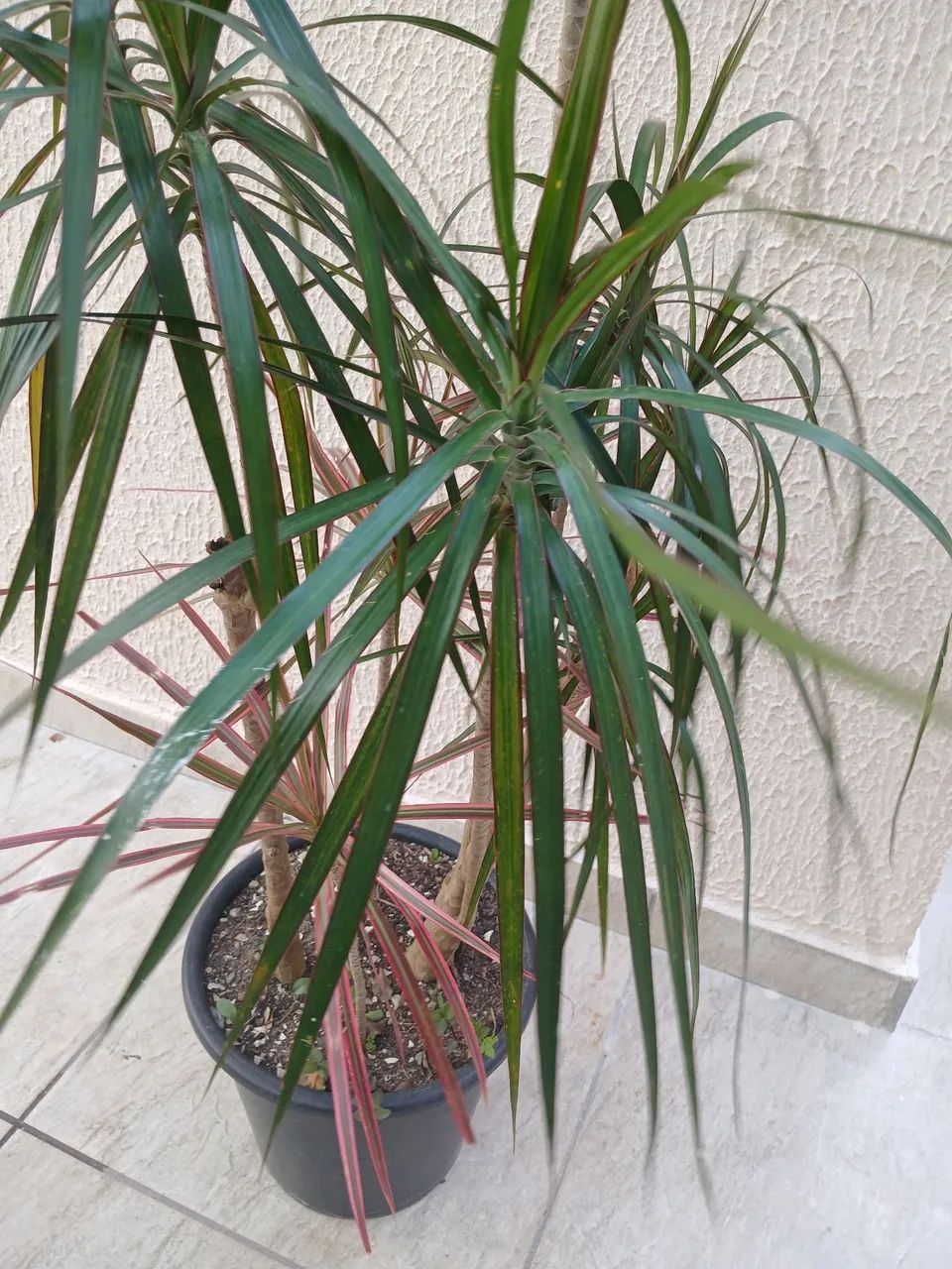 Dracena - Foto 2