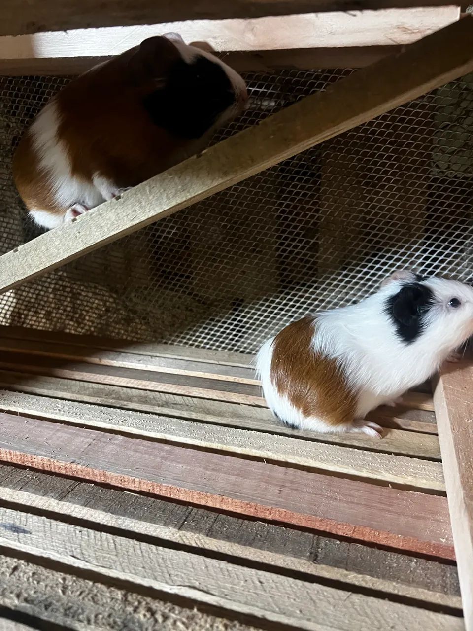 Porquinho da índia  - Foto 3