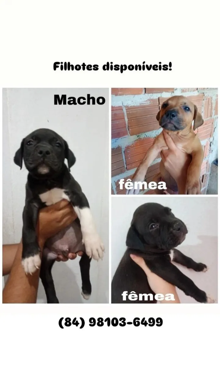 Filhotes de Pitbull disponíveis!