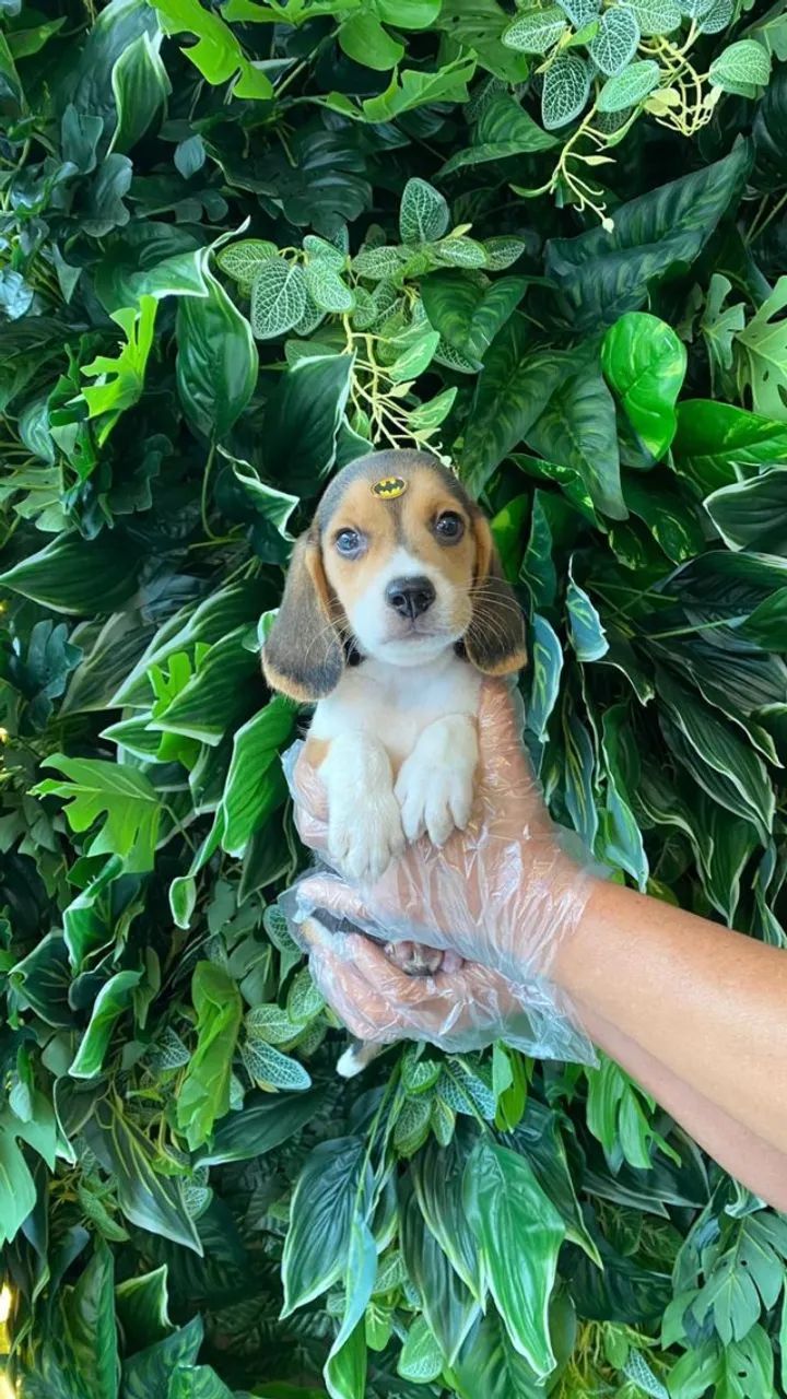 Bolinhas de Pelo Cheias de Amor -beagle 