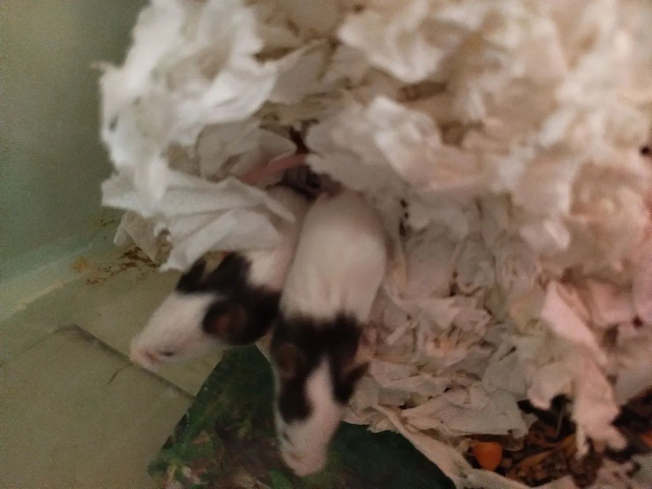 Topolinos femias disponível  - Foto 2