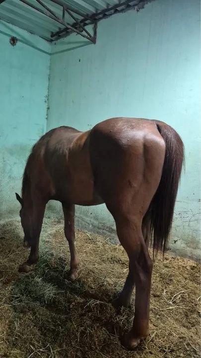 Cavalo Puro Sangue inglês Domado 