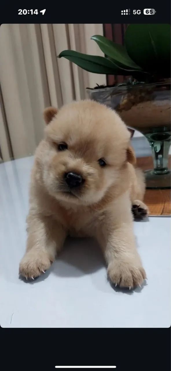 Vendo filhotes de chow-chow - Foto 2
