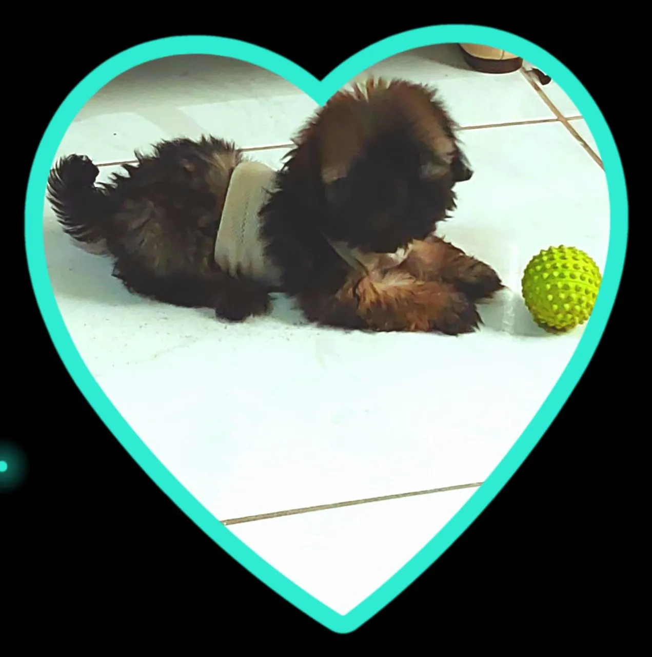 Filhote Shih Tzu puro 650 promoção