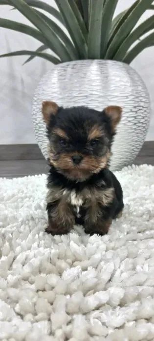 Yorkshire Terrir Micro e padrão a pronta entrega